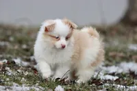 Strawberry Shortcake, a female Pomeranian and Toy Australian Shepherd for sale in Grand Rapids, MI – Photo 4 of 4