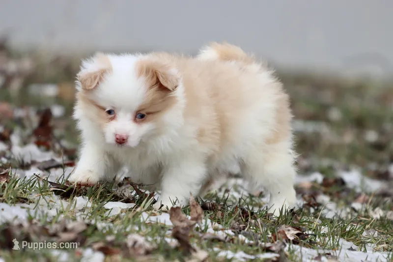 Strawberry Shortcake – Pomeranian, Toy Australian Shepherd puppy for sale in Grand Rapids, MI