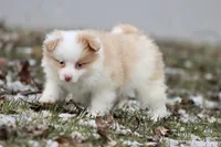 Strawberry Shortcake, a female Pomeranian and Toy Australian Shepherd for sale in Grand Rapids, MI – Photo 1 of 4