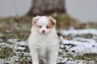 Strawberry Shortcake, a female Pomeranian and Toy Australian Shepherd for sale in Grand Rapids, MI – Photo 2 of 4