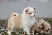 Strawberry Shortcake, a female Pomeranian and Toy Australian Shepherd for sale in Grand Rapids, MI – Photo 3 of 4