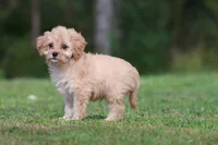 Dexter, a male Cavapoo for sale in Grand Rapids, MI – 2 of 7