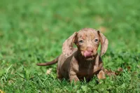 Heidi, a female Miniature Dachshund for sale in Grand Rapids, MI – 3 of 5
