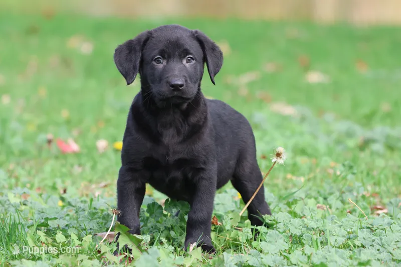 Baker AKC – Labrador Retriever puppy for sale in Grand Rapids, MI