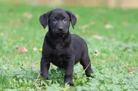 Baker AKC, a male Labrador Retriever for sale in Grand Rapids, MI – 1 of 5