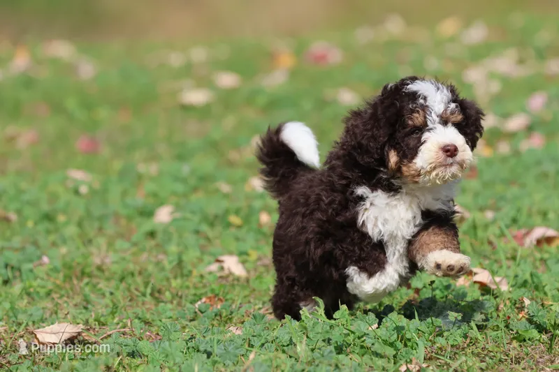Pup – Miniature Bernedoodle puppy for sale in Grand Rapids, MI