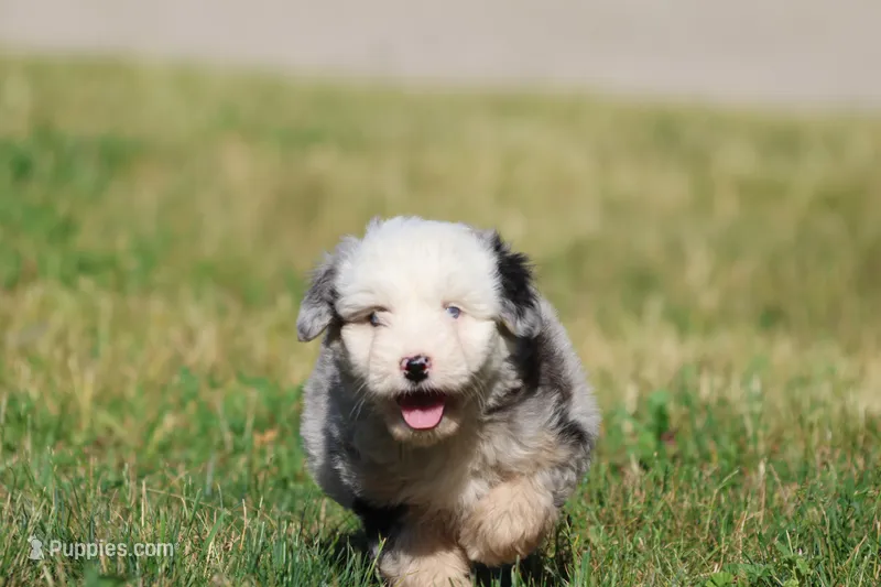 Potato Chips – Aussiedoodle, Bernedoodle puppy for sale in Grand Rapids, MI