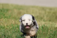 Potato Chips, a male Aussiedoodle and Bernedoodle for sale in Grand Rapids, MI – 1 of 5