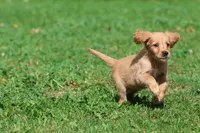 Trinity AKC , a female Golden Retriever for sale in Grand Rapids, MI – 5 of 6