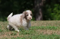 Cleopatra , a female Bernedoodle and Miniature Bernedoodle for sale in Grand Rapids, MI – 6 of 7