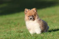 Tiny Tim, a male Pomeranian for sale in Grand Rapids, MI – 6 of 6