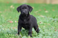 Baker AKC , a male Labrador Retriever for sale in Grand Rapids, MI – 3 of 5