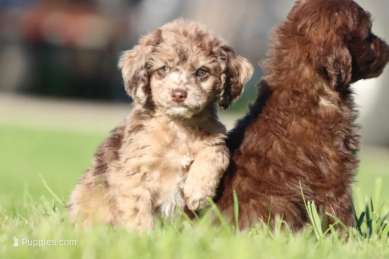 Fizz Pop – Miniature Aussiedoodle puppy for sale in Grand Rapids, MI