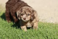 Fizz Pop, a male Miniature Aussiedoodle for sale in Grand Rapids, MI – 3 of 5