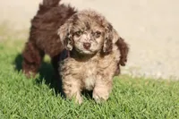 Fizz Pop, a male Miniature Aussiedoodle for sale in Grand Rapids, MI – 5 of 5