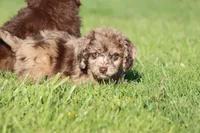 Fizz Pop, a male Miniature Aussiedoodle for sale in Grand Rapids, MI – 2 of 5