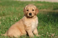Mercedes , a female Golden Retriever and Miniature Golden Retriever for sale in Grand Rapids, MI – 5 of 6