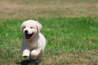Monty, a male Golden Retriever and English Cream Golden Retriever for sale in Grand Rapids, MI – 4 of 6