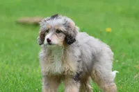 Sweet Tart, a female Miniature Bernedoodle for sale in Grand Rapids, MI – 3 of 5