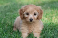 Twirls , a male Miniature Goldendoodle for sale in Grand Rapids, MI – 3 of 6