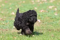 Rosco, a male Miniature Bernedoodle for sale in Grand Rapids, MI – 4 of 5