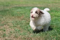 Cleopatra , a female Bernedoodle and Miniature Bernedoodle for sale in Grand Rapids, MI – 4 of 7