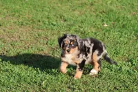 Sky, a male Australian Shepherd and Bernese Mountain Dog for sale in Grand Rapids, MI – 5 of 7