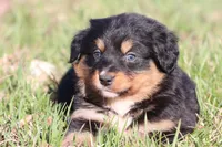 Morgan, a female Australian Shepherd and Bernese Mountain Dog for sale in Grand Rapids, MI – Photo 2 of 5