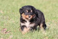 Morgan, a female Australian Shepherd and Bernese Mountain Dog for sale in Grand Rapids, MI – Photo 3 of 5