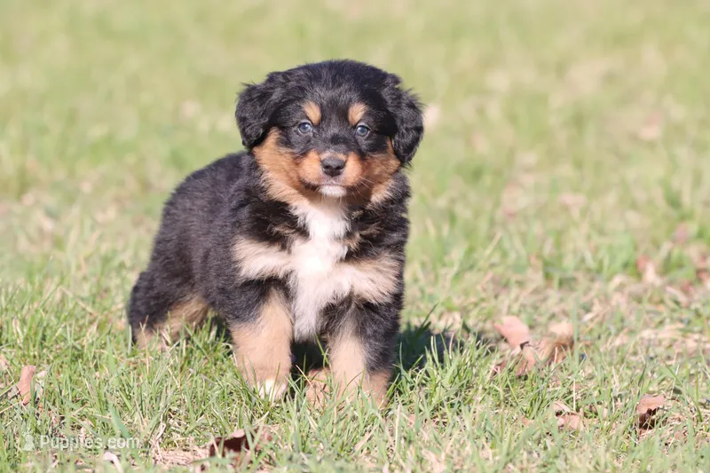 Morgan – Australian Shepherd, Bernese Mountain Dog puppy for sale in Grand Rapids, MI