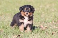 Morgan, a female Australian Shepherd and Bernese Mountain Dog for sale in Grand Rapids, MI – Photo 1 of 5