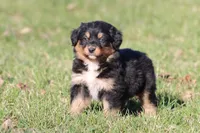 Morgan, a female Australian Shepherd and Bernese Mountain Dog for sale in Grand Rapids, MI – Photo 5 of 5