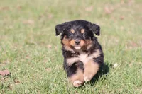 Morgan, a female Australian Shepherd and Bernese Mountain Dog for sale in Grand Rapids, MI – Photo 4 of 5