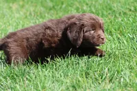 Chocolate Milkshake, a female Newfoundland for sale in Grand Rapids, MI – 4 of 4