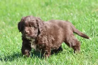 Bulldozer, a male Newfoundland for sale in Grand Rapids, MI – 4 of 5