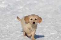 Mr Handsome , a male Golden Retriever for sale in Grand Rapids, MI – Photo 4 of 5