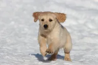 Mr Handsome , a male Golden Retriever for sale in Grand Rapids, MI – Photo 2 of 5