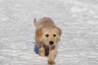 Mr Handsome , a male Golden Retriever for sale in Grand Rapids, MI – Photo 5 of 5