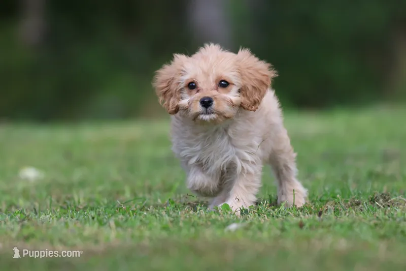 Dexter – Cavapoo puppy for sale in Grand Rapids, MI
