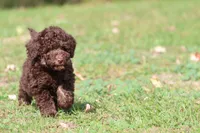 Chocolate Cake, a female Miniature Bernedoodle for sale in Grand Rapids, MI – 6 of 7