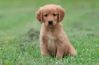 Richie AKC , a male Golden Retriever for sale in Grand Rapids, MI – 5 of 6