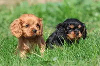 Pemberley AKC, a male Cavalier King Charles Spaniel for sale in Grand Rapids, MI – 5 of 5