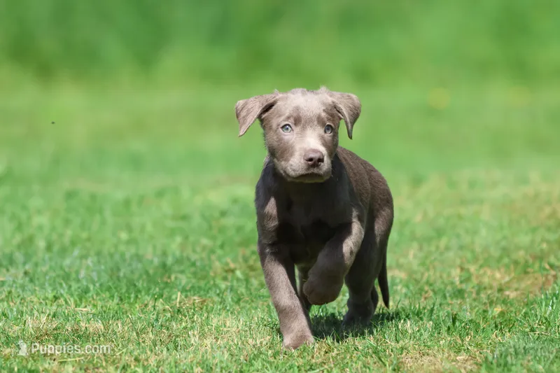 Tanker AKC  – Labrador Retriever puppy for sale in Grand Rapids, MI
