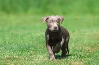 Tanker AKC , a male Labrador Retriever for sale in Grand Rapids, MI – 1 of 5
