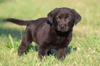Coal AKC , a male Labrador Retriever for sale in Grand Rapids, MI – 1 of 4