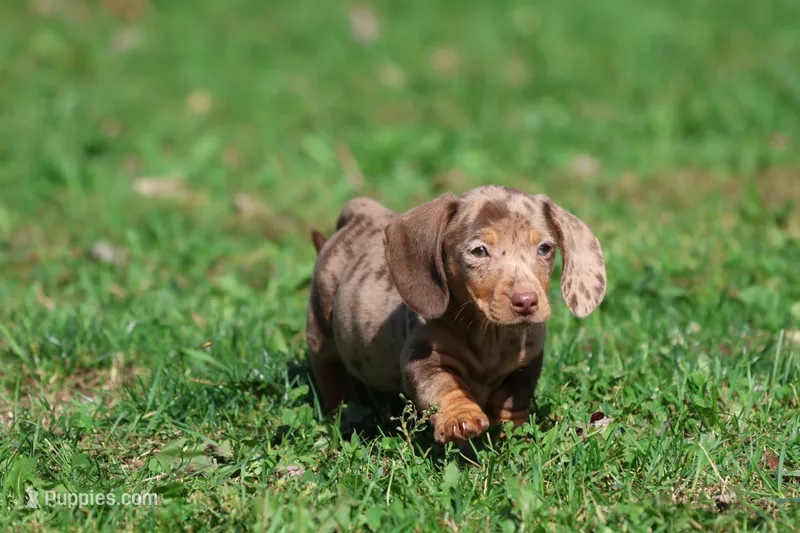 Milky Way Girl – Miniature Dachshund puppy for sale in Grand Rapids, MI