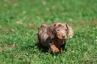 Milky Way Girl, a female Miniature Dachshund for sale in Grand Rapids, MI – 1 of 6