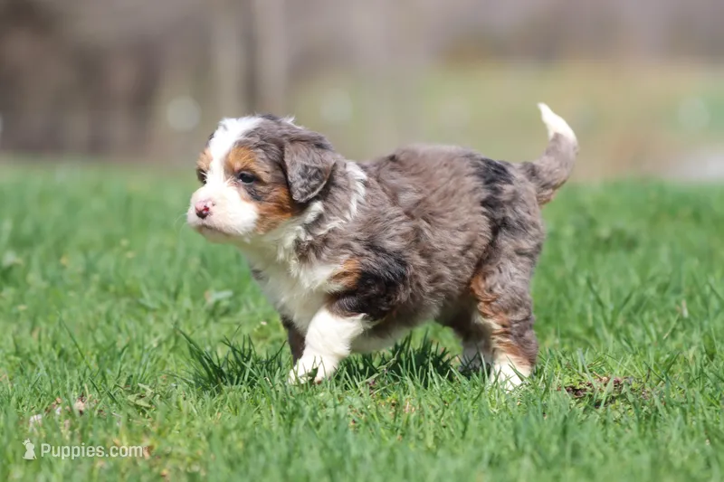 Marbles – Bernedoodle, Miniature Bernedoodle puppy for sale in Grand Rapids, MI
