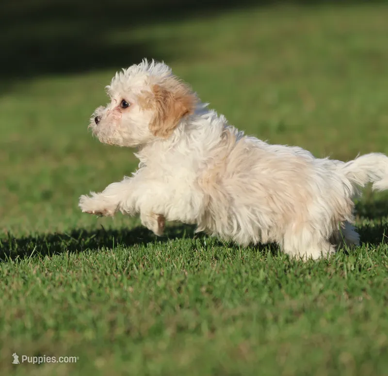 Casper – Cavapoo puppy for sale in Grand Rapids, MI