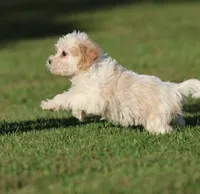 Casper, a male Cavapoo for sale in Grand Rapids, MI – 1 of 4